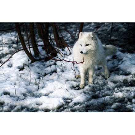 5_1_2_arctic fox_winter.png