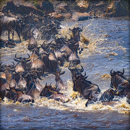 5_1_2_wildebeests.png