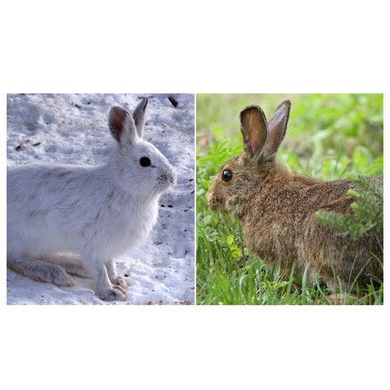 5_1_seasonal hares.png