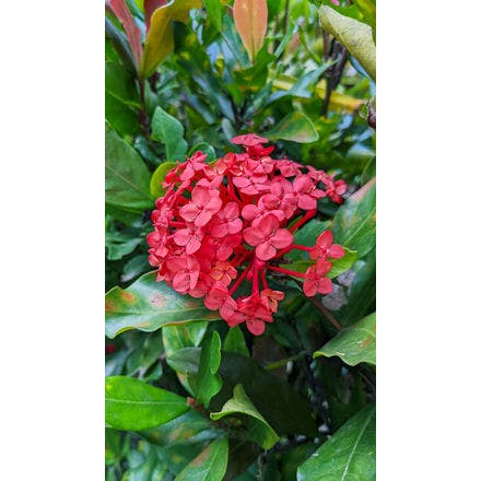 5_3_2_ixora (butterfly, bee).png
