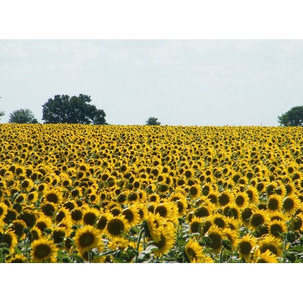 5_3_2_sunflower field in kansas.png