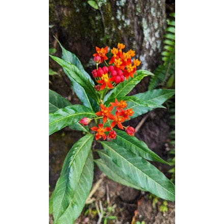 5_3_2_tropical milkweed (bees, wasps, beetles, butterflies (monarch)).png