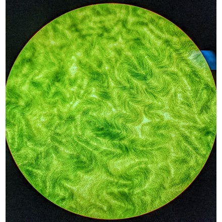 5_3_filamentous_cyanobacteria.png