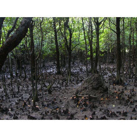 6_2_copy of other clocks_tidal rhythms_mangrove forest.png