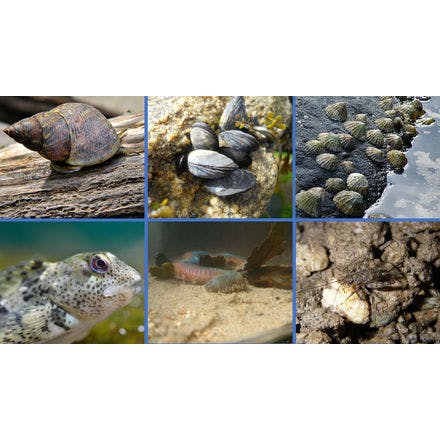 6_2_other clocks_tidal clocks_behaviour physiology and life events_behaviours in intertidal.png