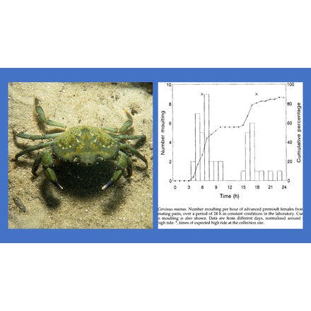 6_2_other clocks_tidal clocks_behaviours physiology and life events_crab tidal moulting.png