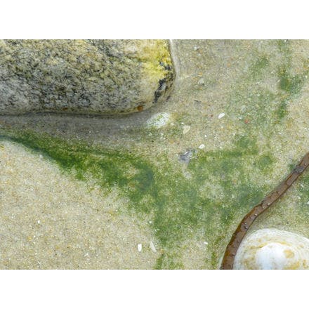 6_2_other clocks_tidal clocks_discovery of tidal clocks_mintworms 1_in tidepool.png