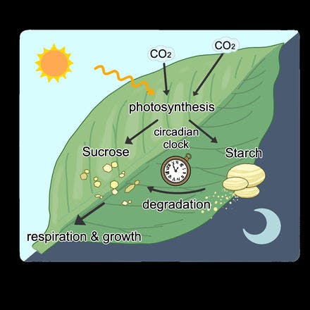 6_3_other clocks_startingbubbleearth_annual and seasonal rhythms_annual chlorophyll_dailymetabolism.png