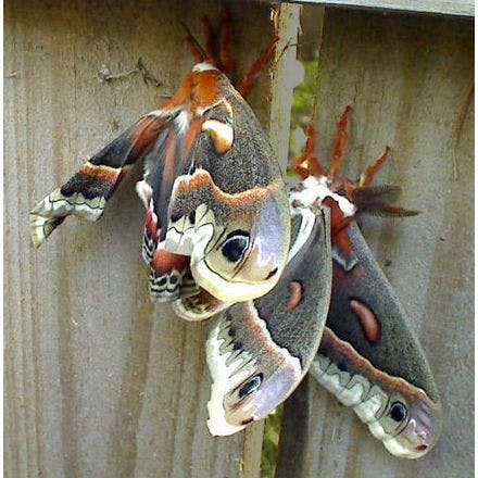 4_1_4_1_insects_hyalophora-cecropia-mating.png